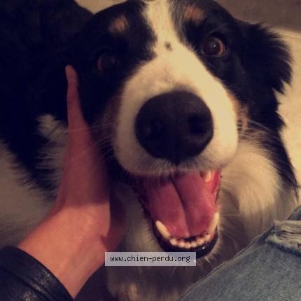 PERDU ISAC 0688784956